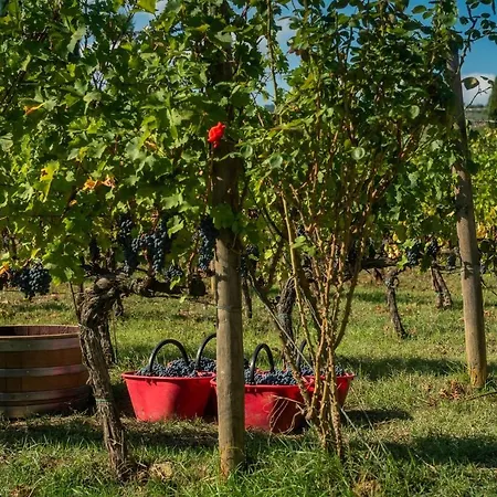 Viticcio Farm stay *