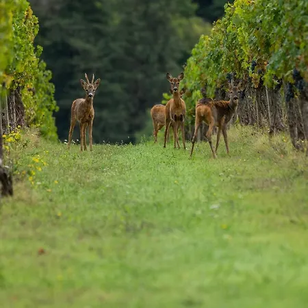 Farm stay Viticcio *